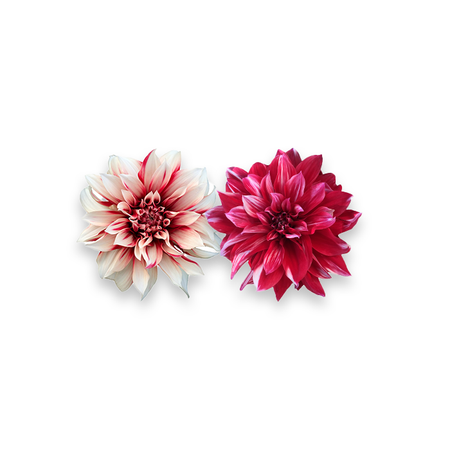 Yıldız Çiçeği Erüst